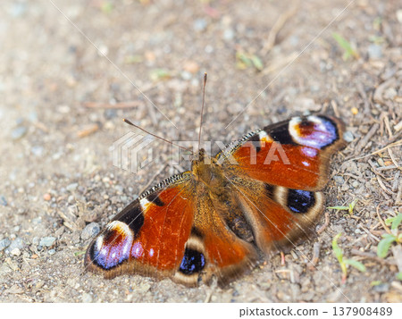 Peacock butterfly on the ground among the grass Peacock butterfly on the ground among the grass 137908489