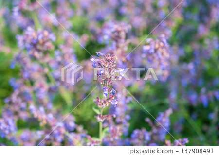 Spring background - close up of beautiful catnip flowers - with plenty of copy space 137908491
