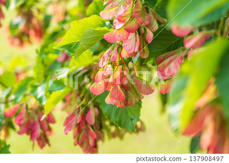 A close-up of the reddish-pink ripening fruits of the Tatar maple. A close-up of the reddish-pink ripening fruits of the Tatar maple. 137908497