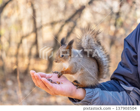 A squirrel in the spring or autumn eats nuts from a human hand. Eurasian red squirrel, Sciurus vulgaris 137908504