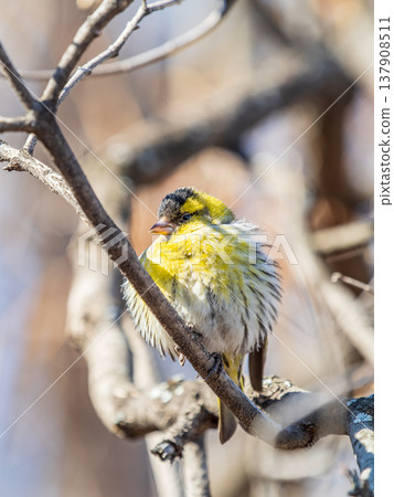 Eurasian siskin male, latin name spinus spinus, sitting on branch of tree. Cute little yellow songbird. 137908511