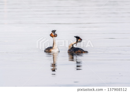 Mating games of two water birds Great Crested Grebes. Two waterfowl birds Great Crested Grebes swim in the lake with heart shaped silhouette Mating games of two water birds Great Crested Grebes. Two waterfowl birds Great Crested Grebes swim in the lake with heart shaped silhouette 137908512