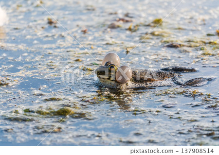 A large green frog sits in the marsh. 137908514