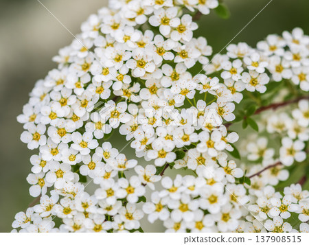 Beautiful white flowers Spirea aguta or Brides wreath. 137908515