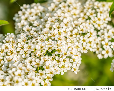 Beautiful white flowers Spirea aguta or Brides wreath. Beautiful white flowers Spirea aguta or Brides wreath. 137908516