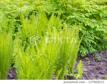 Natural green young ostrich fern or shuttlecock fern Natural green young ostrich fern or shuttlecock fern 137908521