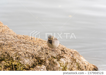 Young white wagtail, Motacilla alba, sitting on lake shore. Portrait of a young common songbird with long tail and black and white feather. Young white wagtail, Motacilla alba, sitting on lake shore. Portrait of a young common songbird with long tail and black and white feather. 137908528