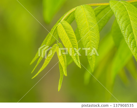 Bright green Leaves of the Amur velvet, or Amur cork tree, lat. Phellodendron amurense 137908535