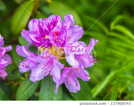 Pink flowers of Siberian rhododendron copy space. Rhododendron dauricum. Spring flowering of Altai rhododendron. Pink flowers of Siberian rhododendron copy space. Rhododendron dauricum. Spring flowering of Altai rhododendron. 137908543