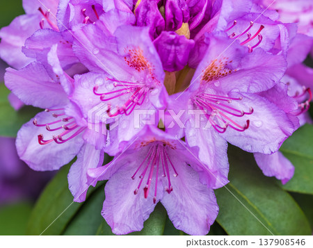 Pink flowers of Siberian rhododendron copy space. Rhododendron dauricum. Spring flowering of Altai rhododendron. 137908546