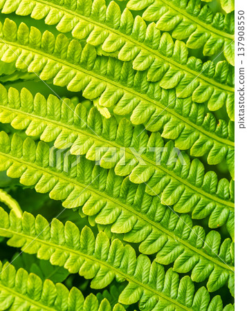 Natural green young ostrich fern or shuttlecock fern Natural green young ostrich fern or shuttlecock fern 137908550