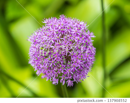 Close-up of the inflorescence of the Rosenbachian onion, Allium rosenbachianum, blooming in the garden 137908552