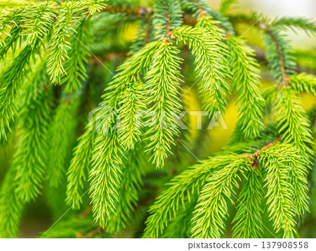Closeup of fir branches with young buds. Spring nature concept. Fir branches with fresh shoots Closeup of fir branches with young buds. Spring nature concept. Fir branches with fresh shoots 137908558