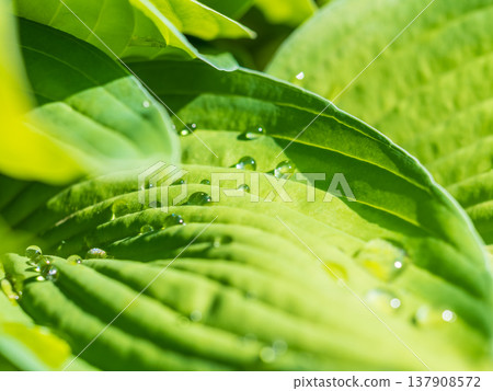 Green leaves with water drops after rain Green leaves with water drops after rain 137908572