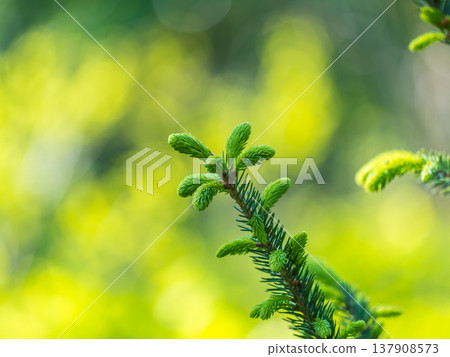 Closeup of fir branches with young buds. Spring nature concept. Fir branches with fresh shoots Closeup of fir branches with young buds. Spring nature concept. Fir branches with fresh shoots 137908573