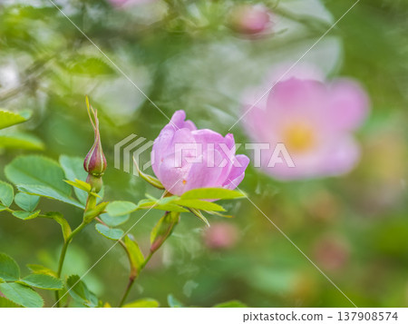 Blooming rosehip flower, beautiful pink flower on a bush branch. Beautiful natural background of blooming greenery. Blooming rosehip flower, beautiful pink flower on a bush branch. Beautiful natural background of blooming greenery. 137908574