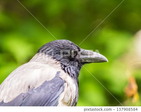 Hooded crow, corvus cornix, standing on the lawn in the spring or summer Hooded crow, corvus cornix, standing on the lawn in the spring or summer 137908584