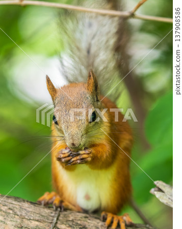 The squirrel with nut sits on a branches in the spring or summer. 137908586