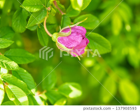 Blooming rosehip flower, beautiful pink flower on a bush branch. Beautiful natural background of blooming greenery. Blooming rosehip flower, beautiful pink flower on a bush branch. Beautiful natural background of blooming greenery. 137908593