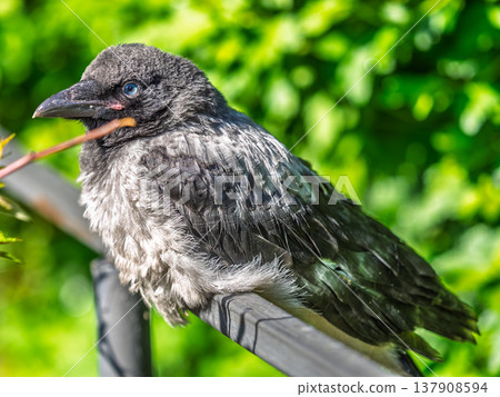 A crow chick, a small crow has fallen out of its nest and is sitting scared on a branch near the ground. A crow chick, a small crow has fallen out of its nest and is sitting scared on a branch near the ground. 137908594