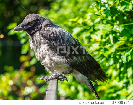 A crow chick, a small crow has fallen out of its nest and is sitting scared on a branch near the ground. A crow chick, a small crow has fallen out of its nest and is sitting scared on a branch near the ground. 137908595