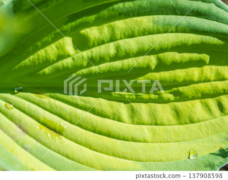 Green leaves with water drops after rain Green leaves with water drops after rain 137908598