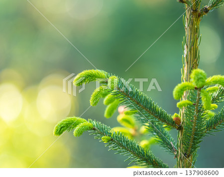 Closeup of fir branches with young buds. Spring nature concept. Fir branches with fresh shoots 137908600