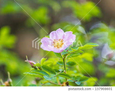 Blooming rosehip flower, beautiful pink flower on a bush branch. Beautiful natural background of blooming greenery. Blooming rosehip flower, beautiful pink flower on a bush branch. Beautiful natural background of blooming greenery. 137908601