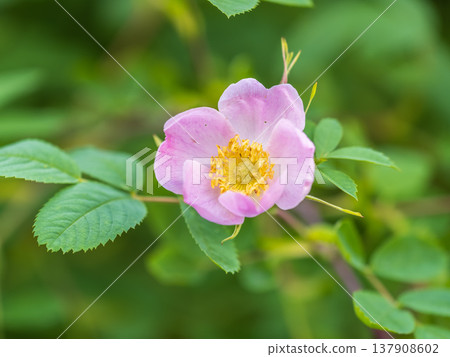 Blooming rosehip flower, beautiful pink flower on a bush branch. Beautiful natural background of blooming greenery. 137908602