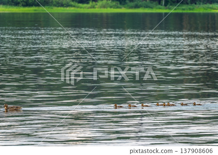 A family of ducks, a duck and its little ducklings are swimming in the water. The duck takes care of its newborn ducklings. Mallard, lat. Anas platyrhynchos A family of ducks, a duck and its little ducklings are swimming in the water. The duck takes care of its newborn ducklings. Mallard, lat. Anas platyrhynchos 137908606