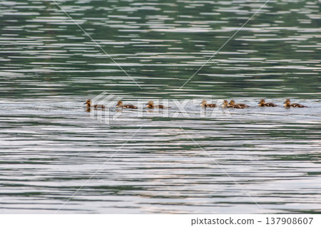 Cute little duckling swimming alone in a lake or river with calm water Cute little duckling swimming alone in a lake or river with calm water 137908607