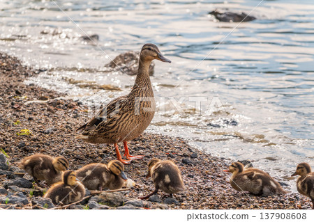 Adult duck with many ducklings sits on green shore of pond Adult duck with many ducklings sits on green shore of pond 137908608