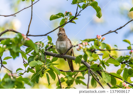 Thrush Nightingale, Luscinia luscinia. A bird sits on a tree branch and sings Thrush Nightingale, Luscinia luscinia. A bird sits on a tree branch and sings 137908617