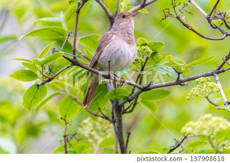 Thrush Nightingale, Luscinia luscinia. A bird sits on a tree branch and sings 137908618