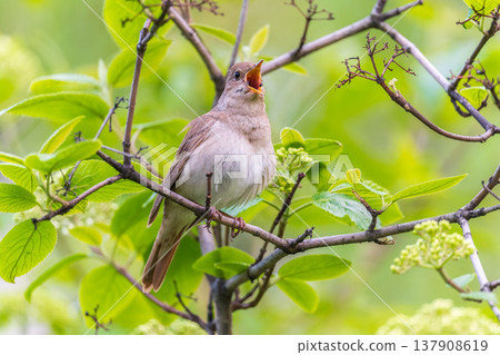 Thrush Nightingale, Luscinia luscinia. A bird sits on a tree branch and sings Thrush Nightingale, Luscinia luscinia. A bird sits on a tree branch and sings 137908619