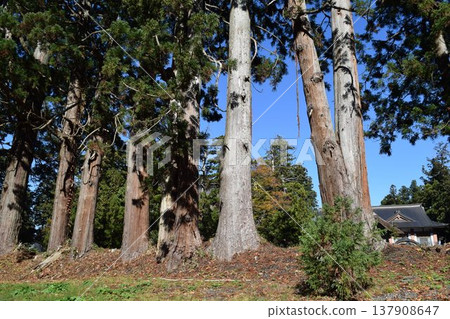 Haguroyama的雪松樹 137908647