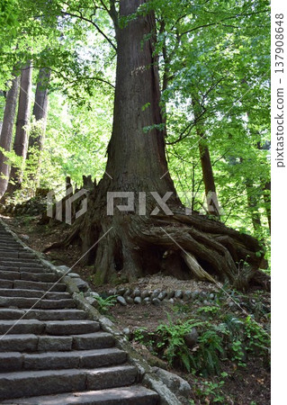Cedar trees of Haguroyama Cedar trees of Haguroyama 137908648