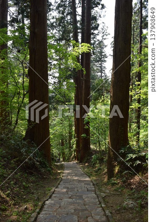 Cedar trees of Haguroyama Cedar trees of Haguroyama 137908649