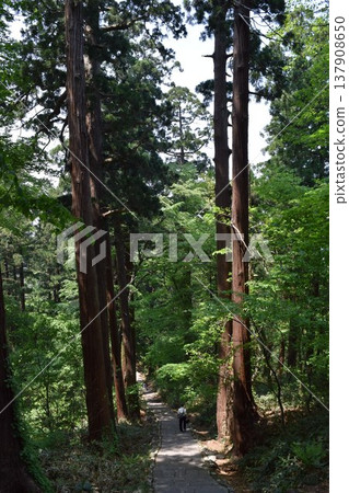 Cedar trees of Haguroyama Cedar trees of Haguroyama 137908650