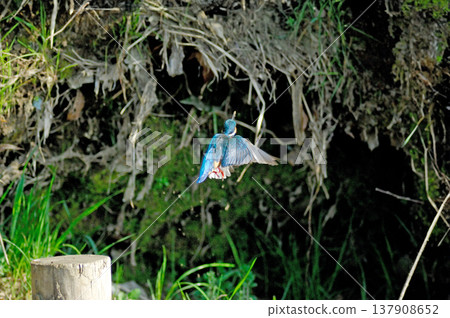 Kingfisher, Jade Kingfisher, Higashimurayama City Kitayama Park, Higashimurayama Purification Center Park Kingfisher, Jade Kingfisher, Higashimurayama City Kitayama Park, Higashimurayama Purification Center Park 137908652