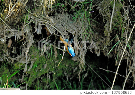 Kingfisher, Jade Kingfisher, Higashimurayama City Kitayama Park, Higashimurayama Purification Center Park Kingfisher, Jade Kingfisher, Higashimurayama City Kitayama Park, Higashimurayama Purification Center Park 137908653