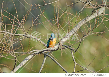 Kingfisher, Jade Kingfisher, Higashimurayama City Kitayama Park, Higashimurayama Purification Center Park Kingfisher, Jade Kingfisher, Higashimurayama City Kitayama Park, Higashimurayama Purification Center Park 137908665