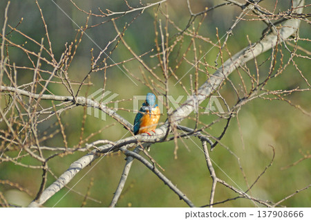 Kingfisher, Jade Kingfisher, Higashimurayama City Kitayama Park, Higashimurayama Purification Center Park Kingfisher, Jade Kingfisher, Higashimurayama City Kitayama Park, Higashimurayama Purification Center Park 137908666