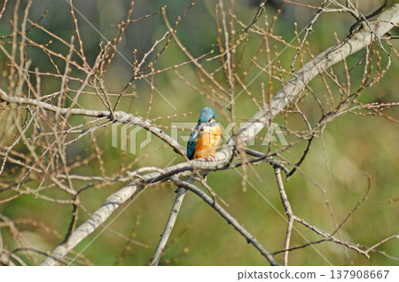 Kingfisher, Jade Kingfisher, Higashimurayama City Kitayama Park, Higashimurayama Purification Center Park Kingfisher, Jade Kingfisher, Higashimurayama City Kitayama Park, Higashimurayama Purification Center Park 137908667
