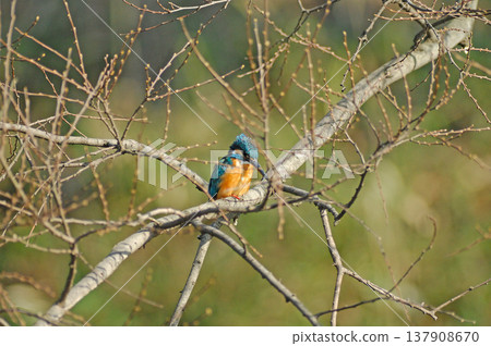 Kingfisher, Jade Kingfisher, Higashimurayama City Kitayama Park, Higashimurayama Purification Center Park Kingfisher, Jade Kingfisher, Higashimurayama City Kitayama Park, Higashimurayama Purification Center Park 137908670