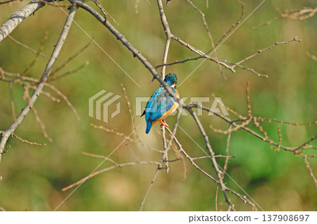 Kingfisher, Jade Kingfisher, Higashimurayama City Kitayama Park, Higashimurayama Purification Center Park Kingfisher, Jade Kingfisher, Higashimurayama City Kitayama Park, Higashimurayama Purification Center Park 137908697