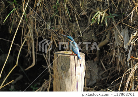 翠鳥、翡翠翠鳥、東村山市北山公園、東村山淨化中心公園 翠鳥、翡翠翠鳥、東村山市北山公園、東村山淨化中心公園 137908701