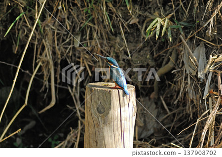 翠鳥、翡翠翠鳥、東村山市北山公園、東村山淨化中心公園 翠鳥、翡翠翠鳥、東村山市北山公園、東村山淨化中心公園 137908702