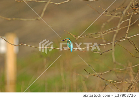 Kingfisher, Jade Kingfisher, Higashimurayama City Kitayama Park, Higashimurayama Purification Center Park Kingfisher, Jade Kingfisher, Higashimurayama City Kitayama Park, Higashimurayama Purification Center Park 137908720