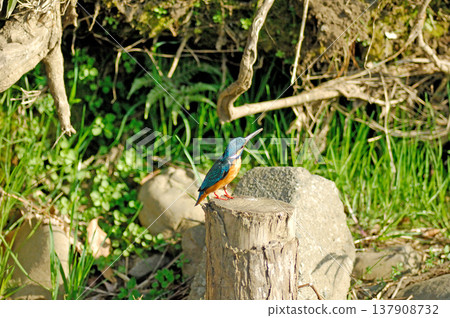 翠鳥、翡翠翠鳥、東村山市北山公園、東村山淨化中心公園 翠鳥、翡翠翠鳥、東村山市北山公園、東村山淨化中心公園 137908732